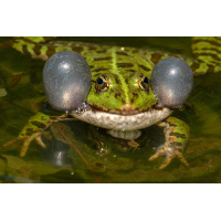 Frosch 25a 2026.jpg (klaus57)