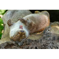 Otter 4a 2026.jpg (klaus57)