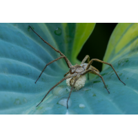 Listspinne
(klaus57) Listspinne 1a 2026.jpg (klaus57)