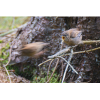 DSC09477-.jpg (frank.m)