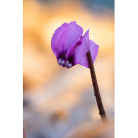 DSC00889-kl.mf..jpg (frank.m)