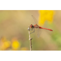 Die blutrote Heidelibelle
(frank.m) 2026-08-17 20-49-45 (B,R5,S4).jpg (frank.m)