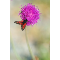 Thymian/Bibernellwidderchen
(frank.m) DSC01917.kl.jpg (frank.m)