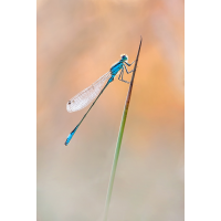 _MG_9983_2.jpg (piper)