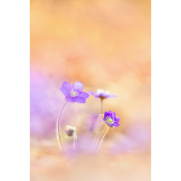 Blaues Wunder
(piper) _MG_1665_5.jpg (piper)