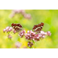 _MG_5292_7.jpg (piper)