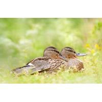 _MG_3983_4.jpg (piper)