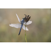 Blaupfeil-7766.jpg (Harald Esberger)