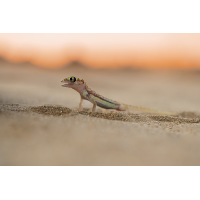 Palmato-5168.jpg (Harald Esberger)