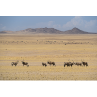 Oryx Herde
(Harald Esberger) Oryx-2248.jpg (Harald Esberger)