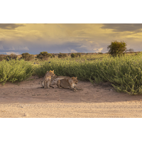 Löwen-9545.jpg (Harald Esberger)