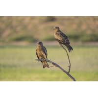 Greif
(Harald Esberger) Greif-4809.jpg (Harald Esberger)