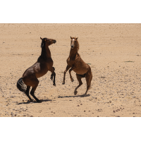 Namibpferde
(Harald Esberger) Namibpferd-9190.jpg (Harald Esberger)