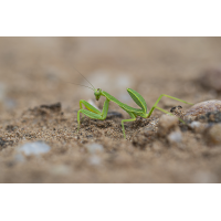 Mantis
(Harald Esberger) Mantis-6915.jpg (Harald Esberger)