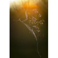 Heidemantis-8129.jpg (Harald Esberger)