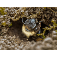 _3230419-Kopie.jpg (Benjamin Tull)