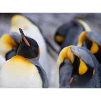 Hitzefrei auf Pinguinart
(Benjamin Tull) _1060083-Kopie.jpg (Benjamin Tull)