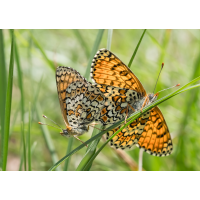 P5041418-1.jpg (fossilhunter)