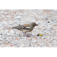 Buchfink_Beute-2.jpg (fossilhunter)