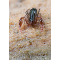 Pseudoskorpion3_06102025-(ABC,Radius8,Smoothing4)28-1.jpg (fossilhunter)