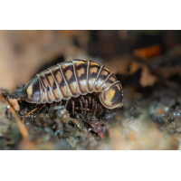 Saftkugler_06102025-1(B,Radius8,Smoothing4)15-1.jpg (fossilhunter)