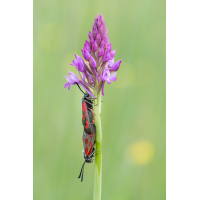 Eine herrliche Wiese
(fossilhunter) Widderchen_Paarung_14052025-5(B,Radius8,Smoothing4)10-1.jpg (fossilhunter)