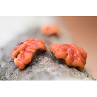 Pilz4_24102025-4(B,Radius8,Smoothing4)29-1.jpg (fossilhunter)