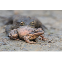 Auf Kollisionskurs
(fossilhunter) Springfrosch.jpg (fossilhunter)