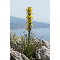 Gelber Affodil
(fossilhunter) P4130836-1.jpg (fossilhunter)