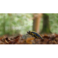 Im Wald.... Kopie - Kopie.jpg (schaubinio)