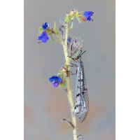 die Ameisenjungfer...Teil 2
(schaubinio) Ameisenjungfer 1 Kopie.jpg (schaubinio)