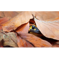 Prosit Neujahr....
(schaubinio) Prosit Neujahr.....jpg (schaubinio)