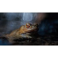 Freitag der 13.
(schaubinio) shadow and light Kopie - Kopie Kopie.jpg (schaubinio)