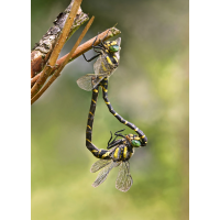 Copula Quelljungfer_MF.jpg (schaubinio)