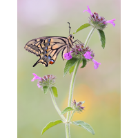 Papilio-machaon-OGG70043---Kopie.jpg (Otto G.)