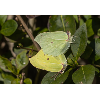 _MG_6197.jpg (Kurt s.)