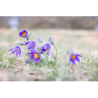 _MG_6669.jpg (Kurt s.)