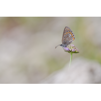 2025-07-21 12-01-48 (B,R8,S4) 145ANZ6II 35er stack Hauhechel-Bläuling-web.jpg (frank66)