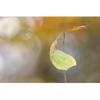 Wintersaison
(frank66) 2025-11-24 21-00-56 (B,R8,S3)816ANZ6II 26er stack Zitronenfalter mix A&B mit B verrechnet Kopie.jpg (frank66)