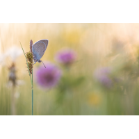 Wiesenblick
(frank66) 2026-05-26 20-15-44 (B,R8,S4) 481BNZ6II 25er stack Rotklee-Bläuling (Cyaniris semiargus) mix A&B mit B verrechnet in HF-web.jpg (frank66)