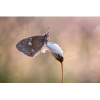 2026-06-06 17-33-58 (B,R8,S4) 574BNZ6II 35er stack Großes Wiesenvögelchen  (Coenonympha tullia) web.jpg (frank66)