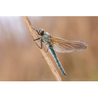 Cordulia aenea
(Nurnpaarbilder) 20250426-20250426-IMG_9087 ZS15 1-40 f63 200 100-b.jpg (Nurnpaarbilder)