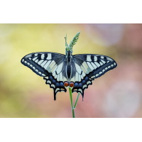 20250501-20250501-IMG_1530 ZS14 1-60 f56 200 180-b.jpg (Nurnpaarbilder)