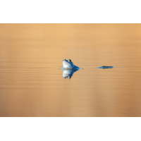 Blau und golden
(Nurnpaarbilder) 20260309-R_7_6409-b.jpg (Nurnpaarbilder)