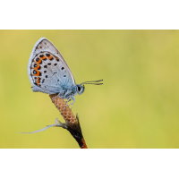 Plebejus argus
(Nurnpaarbilder) 20260606-20260606-IMG_9757 ZS25 1-15 f10 200 100-b.jpg (Nurnpaarbilder)