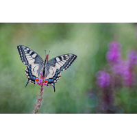 Papilio machaon
(Nurnpaarbilder) 20260726-20260726-IMG_7548 ZS10 1-3 f56u28 200 100+2-b.jpg (Nurnpaarbilder)
