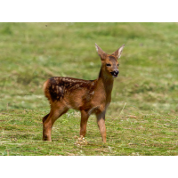 20250609-P1053758-RW2_.jpg (Erich)