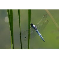 Südlicher Blaupfeil
(Erich) 20250702-_1055322-RW2-.jpg (Erich)