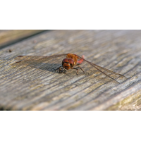 20251112-P1910019-RW2_.jpg (Erich)