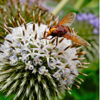 20250730-_1056572-RW2-.jpg (Erich)